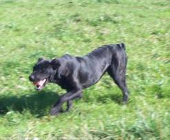 Cão de Fila de São Miguel